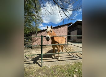 Haflinger, Merrie, 17 Jaar, 151 cm, Vos