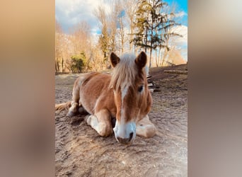 Haflinger, Merrie, 17 Jaar, 153 cm, Vos