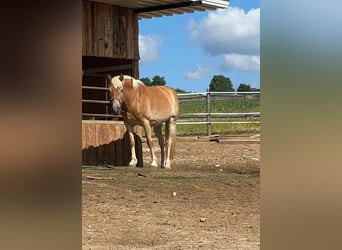 Haflinger Mix, Merrie, 18 Jaar, 148 cm