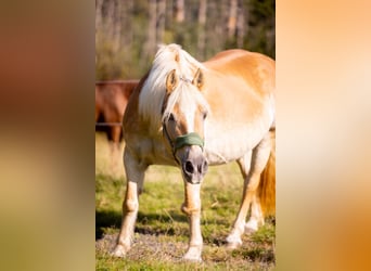 Haflinger, Merrie, 18 Jaar, 148 cm, Vos