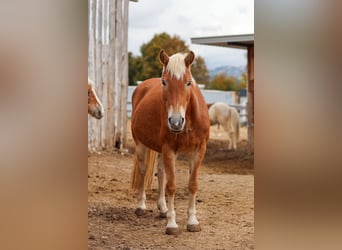 Haflinger Mix, Merrie, 18 Jaar, 148 cm, Vos
