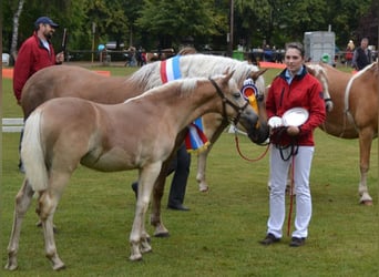 Haflinger, Merrie, 18 Jaar, 150 cm