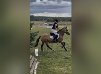 Haflinger Mix, Merrie, 19 Jaar, 140 cm, Falbe