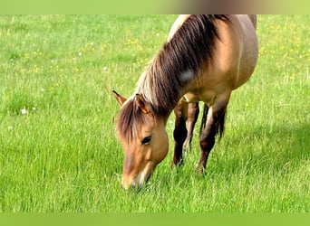 Haflinger Mix, Merrie, 19 Jaar, 145 cm, Falbe