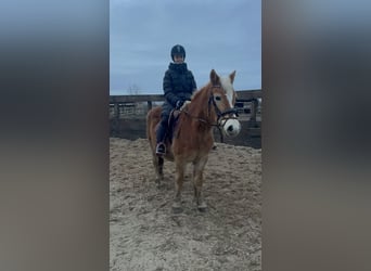 Haflinger, Merrie, 19 Jaar, 147 cm, Vos