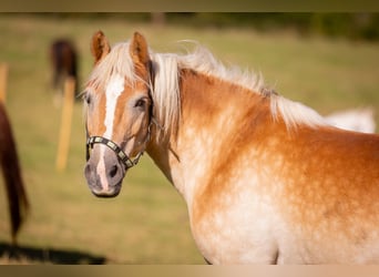 Haflinger, Merrie, 19 Jaar, 147 cm, Vos