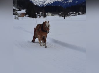 Haflinger, Merrie, 19 Jaar, 148 cm, Vos