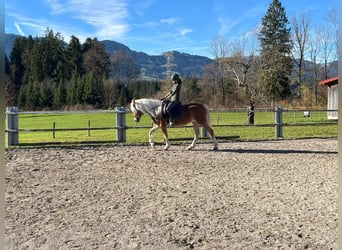 Haflinger, Merrie, 19 Jaar, 148 cm, Vos