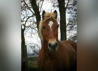 Haflinger Mix, Merrie, 19 Jaar, Vos