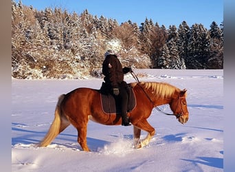 Haflinger Mix, Merrie, 19 Jaar, Vos