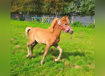 Haflinger Mix, Merrie, 1 Jaar, 130 cm, Vos