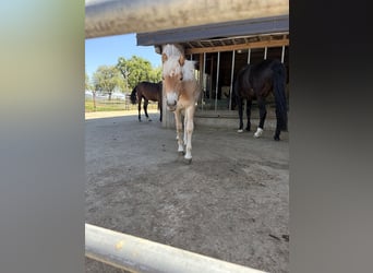 Haflinger, Merrie, 1 Jaar, 140 cm, Vos