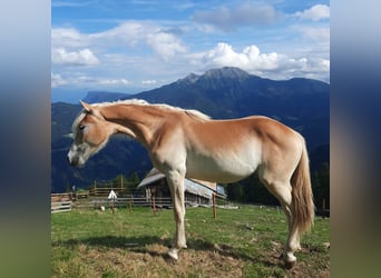 Haflinger, Merrie, 1 Jaar, 142 cm, Vos