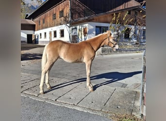 Haflinger, Merrie, 1 Jaar, 148 cm