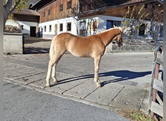 Haflinger, Merrie, 1 Jaar, 148 cm