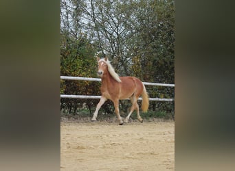 Haflinger, Merrie, 1 Jaar, 148 cm, Vos