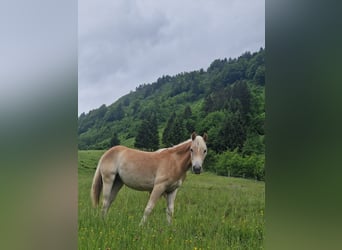 Haflinger, Merrie, 1 Jaar, 148 cm, Vos