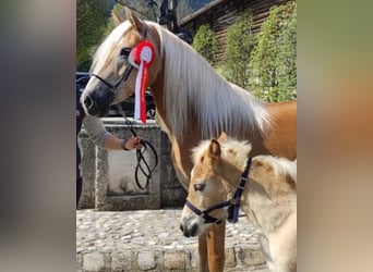 Haflinger, Merrie, 1 Jaar, 148 cm, Vos