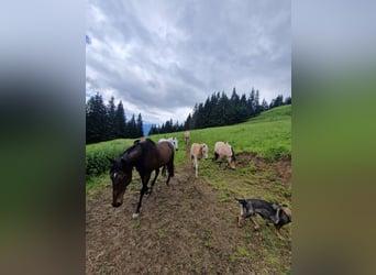 Haflinger, Merrie, 1 Jaar, 148 cm, Vos