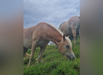 Haflinger, Merrie, 1 Jaar, 148 cm, Vos