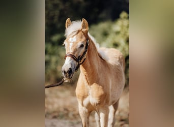Haflinger, Merrie, 1 Jaar, 149 cm