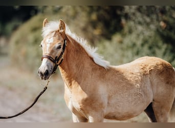Haflinger, Merrie, 1 Jaar, 149 cm