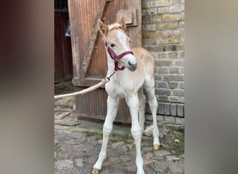 Haflinger, Merrie, 1 Jaar, 152 cm