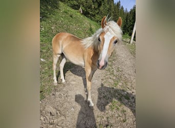 Haflinger, Merrie, 1 Jaar, 152 cm, Vos