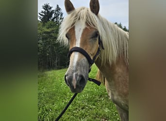 Haflinger, Merrie, 1 Jaar, 153 cm, Vos