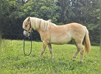 Haflinger, Merrie, 1 Jaar, 153 cm, Vos