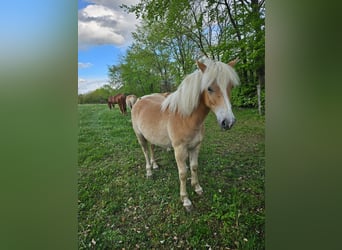 Haflinger, Merrie, 1 Jaar, 153 cm, Vos