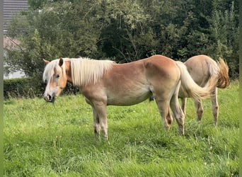 Haflinger, Merrie, 1 Jaar, 154 cm, Vos