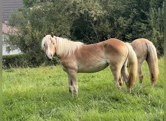 Haflinger, Merrie, 1 Jaar, 154 cm, Vos