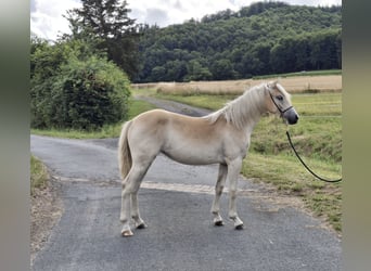 Haflinger, Merrie, 1 Jaar