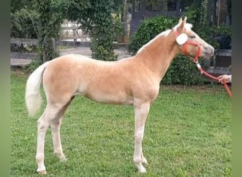 Haflinger, Merrie, 1 Jaar, Vos