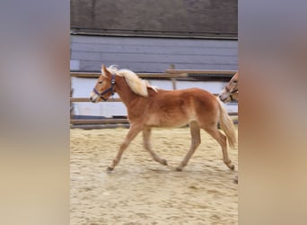 Haflinger, Merrie, 1 Jaar, Vos