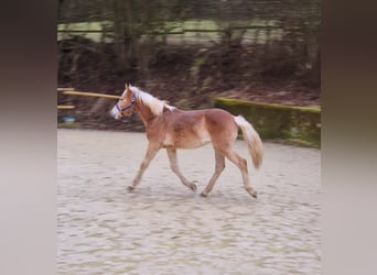 Haflinger, Merrie, 1 Jaar, Vos