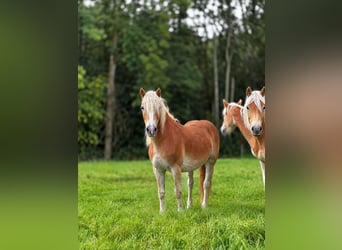 Haflinger, Merrie, 1 Jaar, Vos