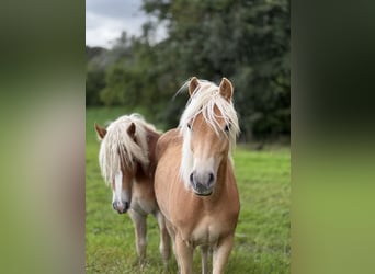 Haflinger, Merrie, 1 Jaar, Vos