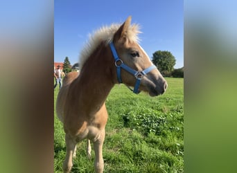 Haflinger, Merrie, 1 Jaar, Vos