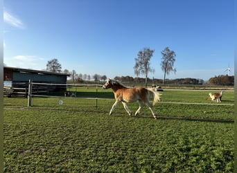 Haflinger, Merrie, 1 Jaar, Vos