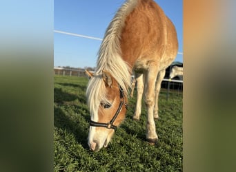 Haflinger, Merrie, 1 Jaar, Vos