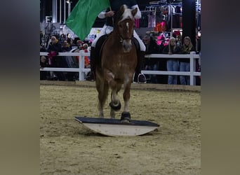Haflinger, Merrie, 20 Jaar, 143 cm, Palomino