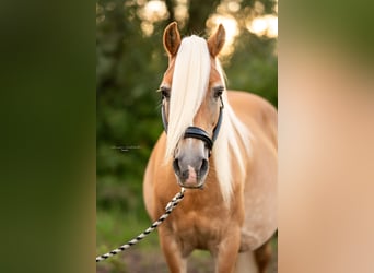 Haflinger, Merrie, 20 Jaar, 148 cm, Vos