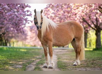 Haflinger, Merrie, 20 Jaar, 148 cm, Vos