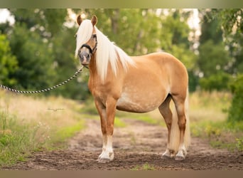 Haflinger, Merrie, 20 Jaar, 148 cm, Vos