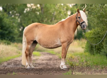 Haflinger, Merrie, 20 Jaar, 148 cm, Vos