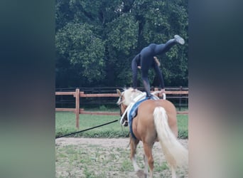 Haflinger, Merrie, 20 Jaar, 152 cm, Vos