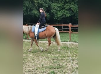 Haflinger, Merrie, 20 Jaar, 152 cm, Vos