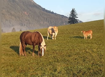 Haflinger, Merrie, 21 Jaar, 140 cm, Donkere-vos